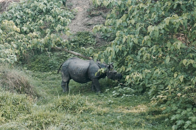 Safari in Chitwan. Two week itinerary Nepal.